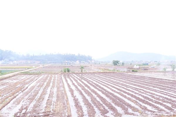 Bà con nông dân phường Bắc An Phụ đẩy nhanh tiến độ sản xuất vụ mùa