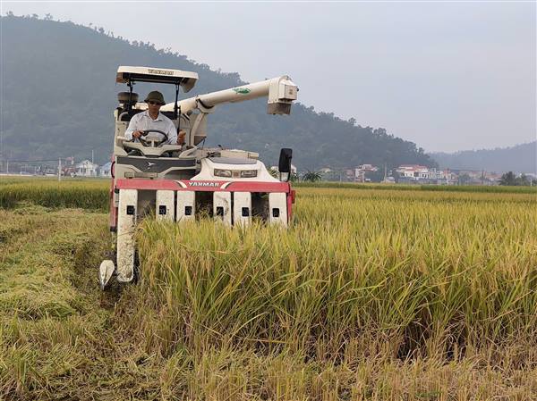 Nông dân phường Bắc An Phụ tập trung thu hoạch lúa mùa