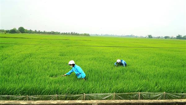 TĂNG CƯỜNG THEO DÕI, PHÒNG TRỪ SÂU CUỐN LÁ NHỎ LỨA 2 TRÊN LÚA XUÂN