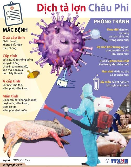 BỆNH DỊCH TẢ LỢN CHÂU PHI VÀ GIẢI PHÁP PHÒNG CHỐNG BỆNH