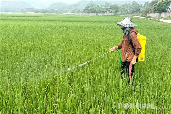 Thông báo Về việc tập trung phòng trừ rầy gây hại bảo vệ sản xuất lúa vụ Xuân năm 2026