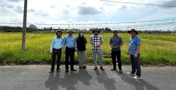  ỦY BAN NHÂN DÂN PHƯỜNG BẠCH ĐẰNG KIỂM TRA TÌNH HÌNH SẢN XUẤT NÔNG NGHIỆP VÀ THU HOẠCH LÚA VỤ XUÂN NĂM 2026