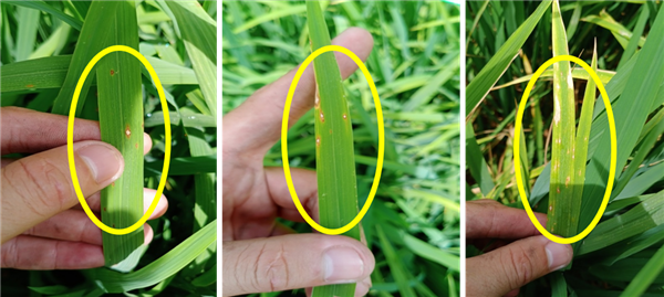 THÔNG BÁO TÌNH HÌNH DỊCH HẠI TRÊN LÚA XUÂN VÀ BIỆN PHÁP PHÒNG TRỪ

