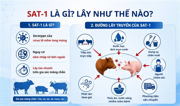 Tăng cường phòng, chống bệnh Lở mồm long móng, đặc biệt là chủng SAT1
