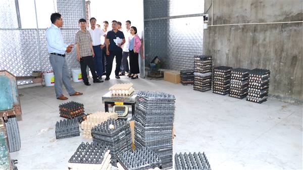 Cẩm Giang đẩy mạnh chuẩn hóa sản phẩm OCOP: khơi thông tiềm năng nông sản địa phương
