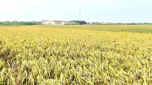 XÃ CHẤN HƯNG KIỂM TRA, ĐÁNH GIÁ NĂNG SUẤT LÚA MÙA NĂM 2025