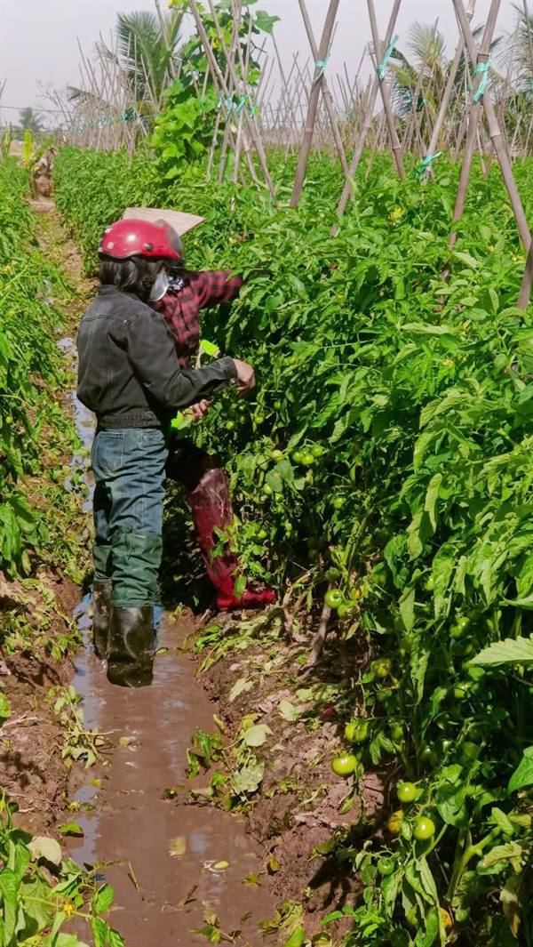 Nông dân xã Chấn Hưng tập trung chăm sóc và phòng trừ sâu bệnh cho cây vụ đông năm 2025