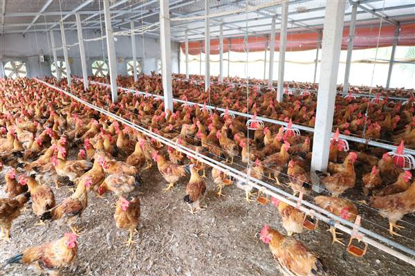 Trung tâm dịch vụ sự nghiệp công xã chấn hưng hướng dẫn các biện pháp phòng, chống dịch bệnh cho đàn vật nuôi trong giai đoạn chuyển mùa