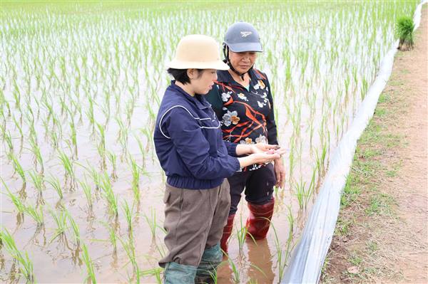 TRUNG TÂM DỊCH VỤ SỰ NGHIỆP CÔNG XÃ CHẤN HƯNG
Hướng dẫn kỹ thuật chăm sóc và phòng trừ sinh vật gây hại đầu vụ cho lúa Xuân năm 2026