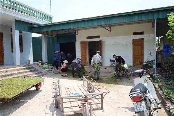 RỘN RÀNG MÙA THU HOẠCH THUỐC LÀO – “VÀNG NÂU” ĐẤT CHẤN HƯNG