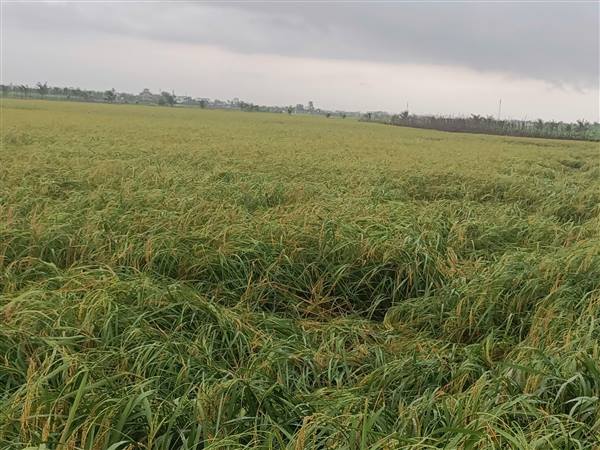 Trung tâm dịch vụ sự nghiệp công xã Chấn Hưng hướng dẫn  biện pháp kỹ thuật khắc phục diện tích lúa và rau màu bị ảnh hưởng do mưa giông kèm gió mạnh ngày 17/5/2026