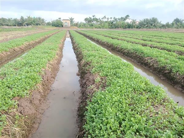 KHẨN TRƯƠNG CHỦ ĐỘNG PHÒNG, CHỐNG BÃO SỐ 1 (MAYSAK) – BẢO VỆ SẢN XUẤT NÔNG NGHIỆP