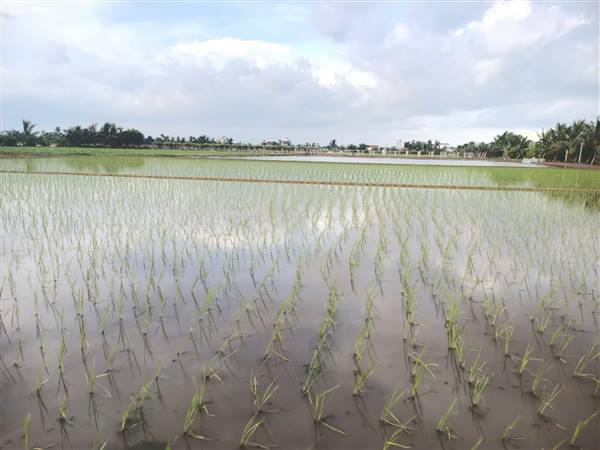 HƯỚNG DẪN KỸ THUẬT GIEO CẤY, CHĂM SÓC VÀ PHÒNG TRỪ SINH VẬT HẠI LÚA VỤ MÙA NĂM 2026
