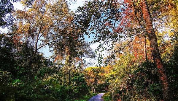 KẾ HOẠCH BẢO VỆ RỪNG VÀ PHÒNG CHÁY, CHỮA CHÁY RỪNG MÙA HANH KHÔ NĂM 2025 TRÊN ĐỊA BÀN PHƯỜNG CHÍ LINH.