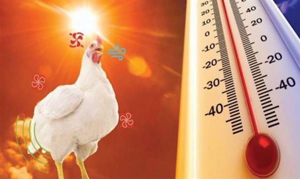 HƯỚNG DẪN
kỹ thuật chăm sóc, nuôi dưỡng và phòng chống nắng nóng
cho đàn vật nuôi năm 2026