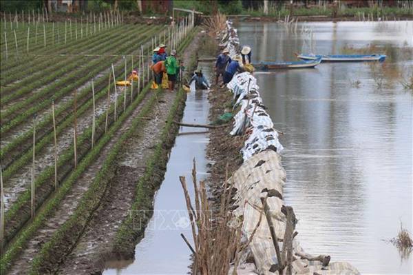Chủ động ứng phó với lũ
kết hợp triều cường