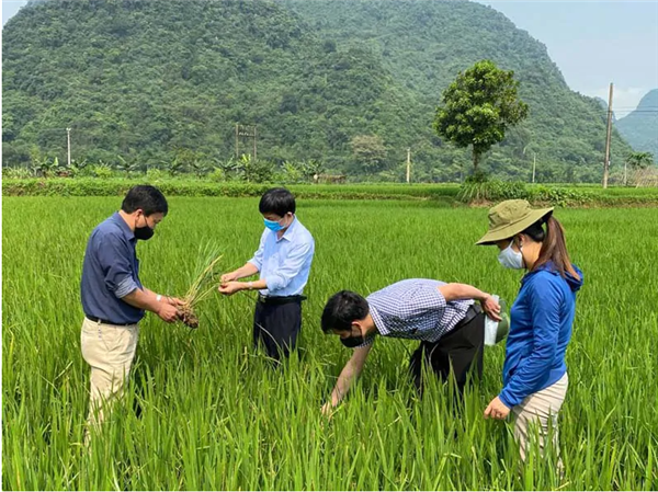 Thông báo về việc chăm sóc và phòng trừ sâu bệnh hại lúa vụ mùa 2026