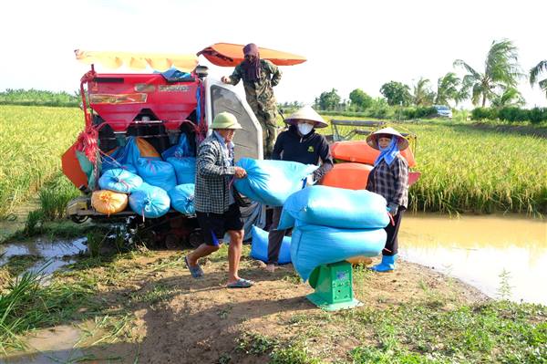 Xã Chí Minh tập trung thu hoạch lúa mùa và
 gieo trồng cây vụ Đông
