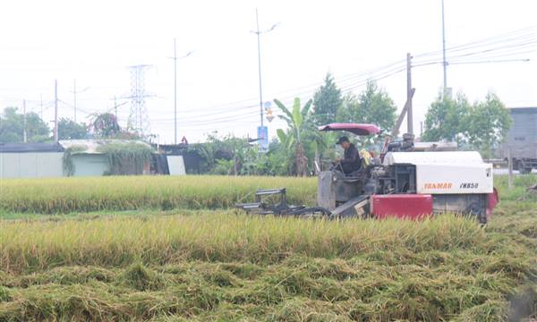 Tăng cường thu hoạch lúa Mùa và gieo trồng vụ Đông 2025–2026