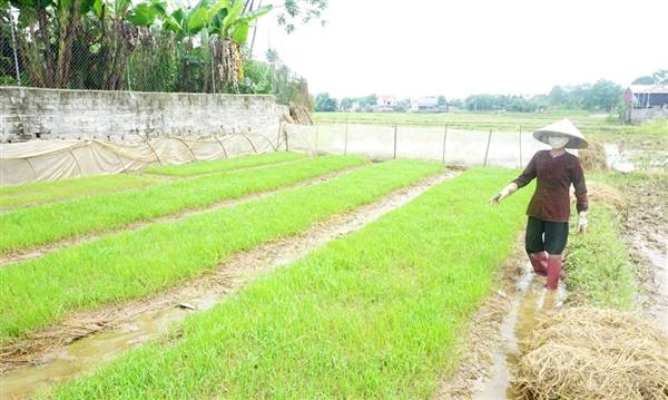 HTX DV NN Đông Kỳ triển khai kế hoạch

 gieo cấy vụ chiêm xuân năm 2026