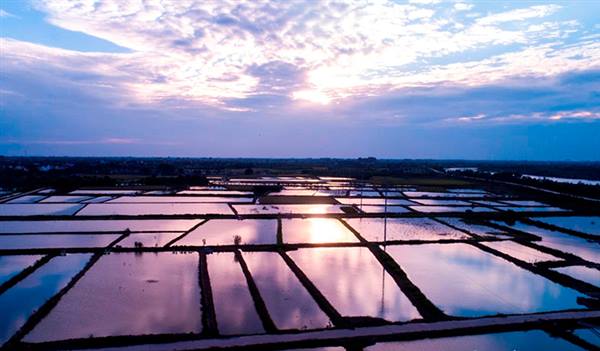 Khai thác rươi trong đồng mang lại hiệu quả

 kinh tế cao tại xã Chí Minh