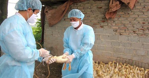 Chí Minh tiêm gần 27.000 liều vắc xin phòng bệnh cho đàn gia súc, gia cầm

