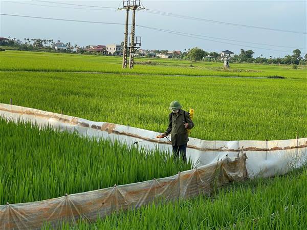 Tăng cường phun phòng trừ sâu bệnh hại lúa mùa