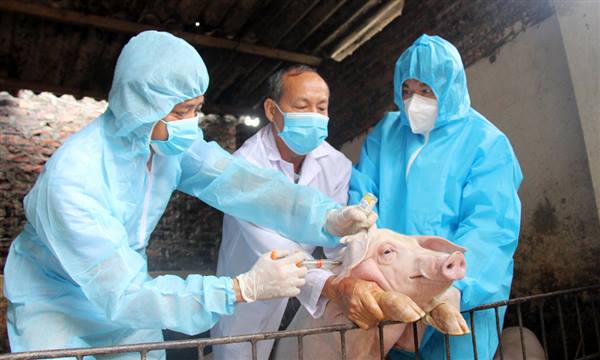 Xã Chí Minh triển khai tiêm phòng vắc xin vụ Thu 
năm 2025 cho đàn gia súc, gia cầm
