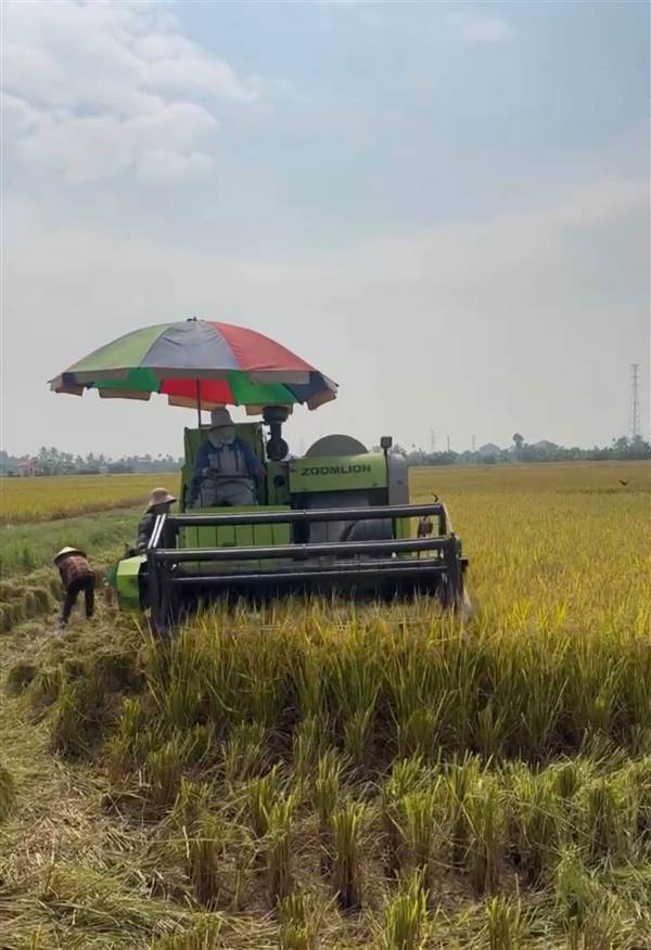 Chi hội nông dân An Thanh thu hoạch lúa từ 

mô hình khắc phục ruộng bỏ hoang