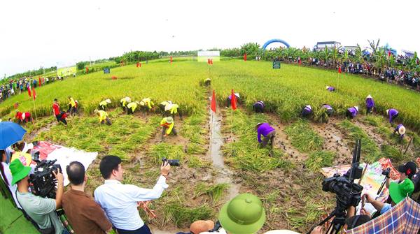 Xã Chí Minh sẽ tổ chức Lễ hội Lúa rươi năm 2026