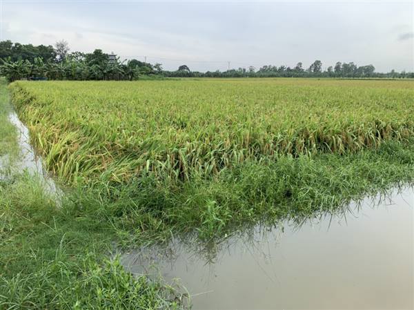 Xã Chí Minh tăng cường các biện pháp ứng phó mưa lớn, bảo vệ diện tích lúa cuối vụ