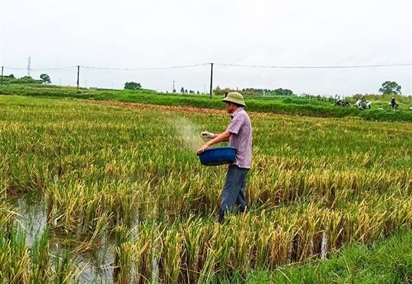 Khuyến khích người dân áp dụng các biện pháp xử lý rơm rạ thân thiện với môi trường