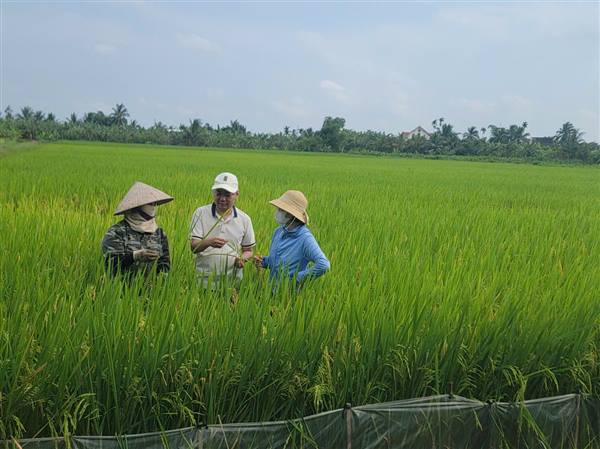 Tăng cường phòng trừ sâu bệnh cuối vụ lúa Xuân 2026.