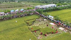 Tưng bừng lễ hội lúa - rươi hữu cơ Tứ Kỳ năm 2024