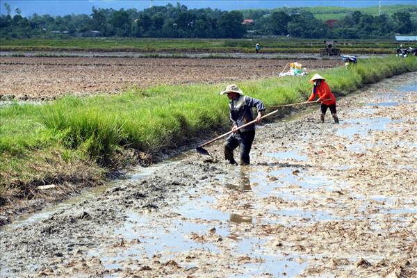 Chủ động chăm sóc, phòng trừ sâu bệnh đầu vụ để lúa mùa sinh trưởng, phát triển tốt