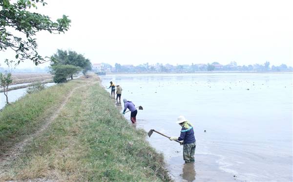 Nông dân xã Chí Minh tập trung xuống đồng, đẩy nhanh tiến độ gieo cấy vụ mùa 2026