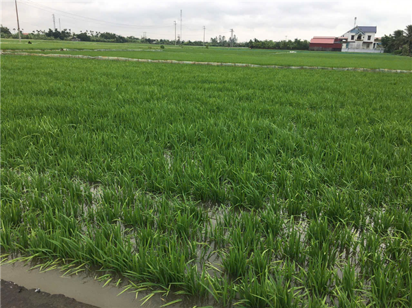 Tăng cường phòng trừ sinh vật gây hại, bảo vệ lúa 

vụ mùa trước diễn biến mưa bão
