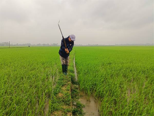 Tăng cường phòng trừ sinh vật gây hại, bảo vệ lúa 

vụ mùa trước diễn biến mưa bão