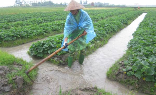 Chủ động khắc phục cây trồng sau bão số 4,

 bảo vệ sản xuất vụ mùa
