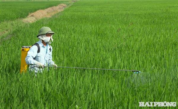 THÔNG BÁO

Về việc tổ chức phun thuốc phòng trừ sâu cuốn lá nhỏ, sâu bệnh hại lúa mùa
