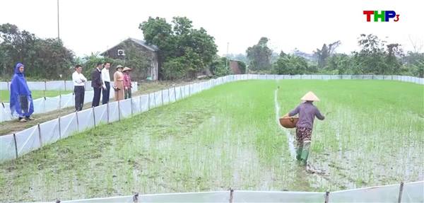 Nông dân xã Đại Sơn tích cực chăm sóc và phòng trừ dịch hại trên lúa