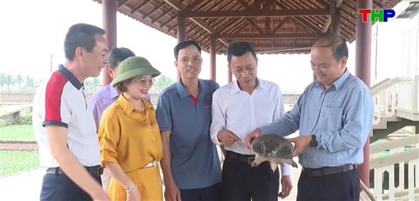 Đại Sơn giữ nghề nuôi ba ba gai giữa biến động thị trường