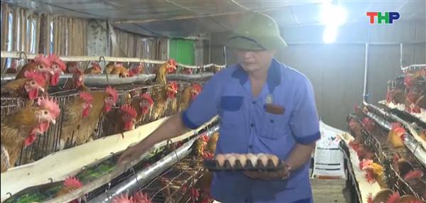 xã Đại Sơn nâng cao thu nhập từ mô hình chăn nuôi quy mô lớn.