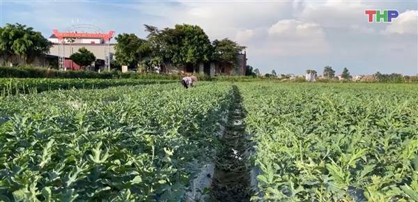 Đại Sơn phát triển nông nghiệp theo hướng bền vững