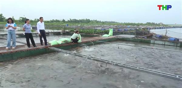 Làm giàu từ nuôi cá lồng trên sông ở Đại Sơn
