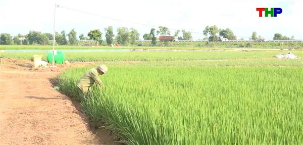 Đồng hành cùng nhà nông: giai đoạn “vàng” quyết định năng suất lúa