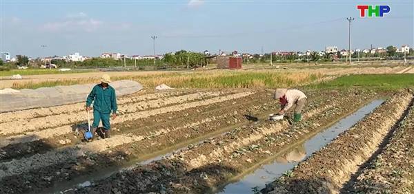 Đại Sơn chủ động sản xuất vụ đông, nâng cao giá trị trên đồng ruộng