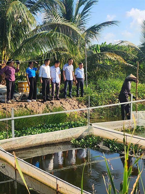 HỘI NÔNG DÂN PHƯỜNG DƯƠNG KINH KIỂM TRA MÔ HÌNH NUÔI ỐC BƯƠU CỦA HỘI VIÊN TẠI TDP TĨNH HÒA