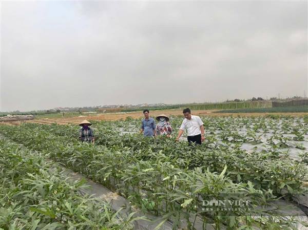 HỘI NÔNG DÂN XÃ GIA PHÚC, TP HẢI PHÒNG TRIỂN KHAI ỨNG DỤNG CÁC GIẢI PHÁP KỸ THUẬT TỪ ĐỀ TÀI KHOA HỌC “ỨNG DỤNG CÁC GIẢI PHÁP KỸ THUẬT TỔNG HỢP TRONG CANH TÁC RAU ĂN LÁ, RAU GIA VỊ AN TOÀN TỪ PHỤ PHẨM NÔNG NGHIỆP”