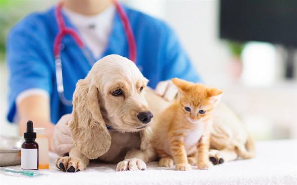 Kế hoạch Tổ chức tiêm vắc xin phòng bệnh Dại cho đàn chó, mèo trên địa bàn phường Gia Viên năm 2026